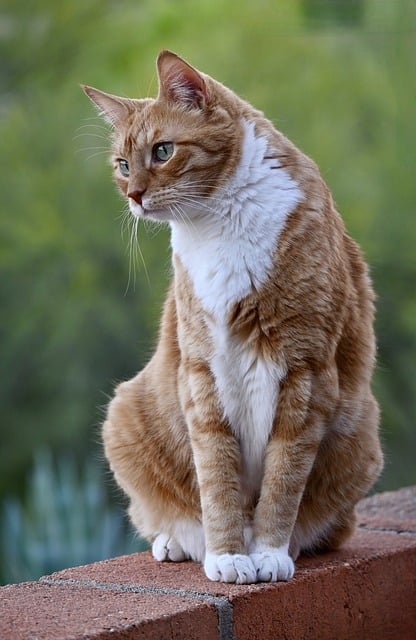 Free download animal cat mammal feline pet fur free picture to be edited with GIMP free online image editor