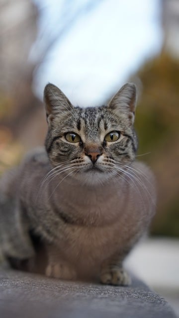 Free download animal cat mammal fur feline pet free picture to be edited with GIMP free online image editor