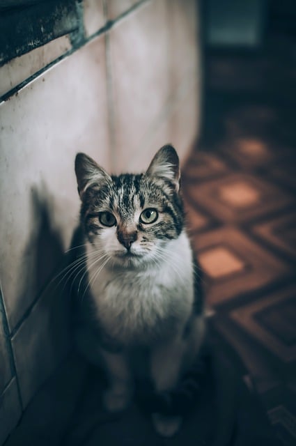 Download gratuito animale gatto mammifero animale domestico felino immagine gratuita da modificare con l'editor di immagini online gratuito di GIMP
