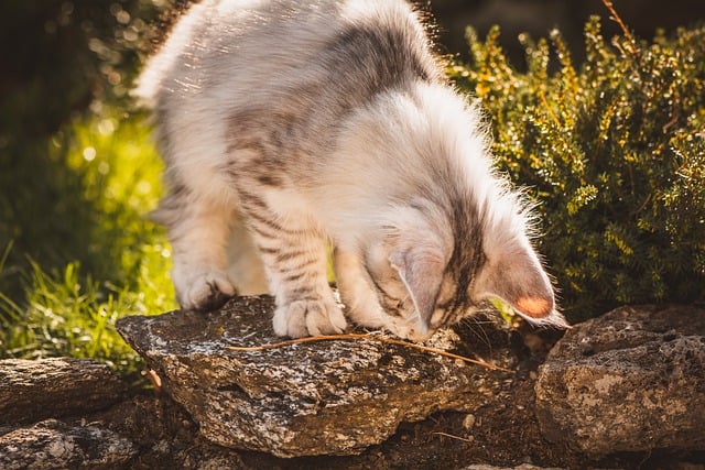 Free download animal cat mammal pet outdoors free picture to be edited with GIMP free online image editor