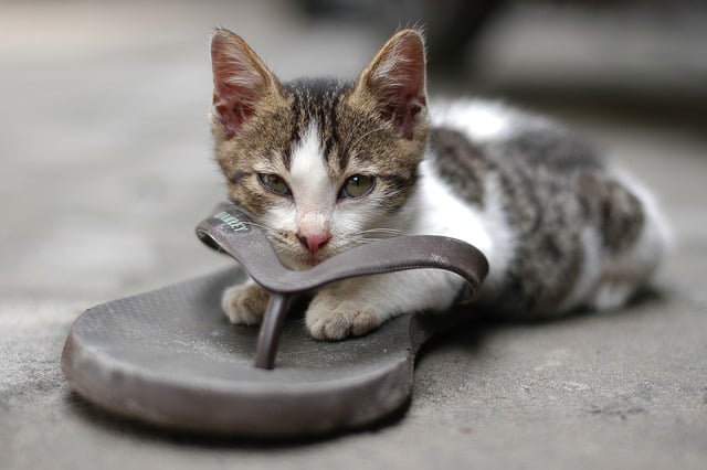 Бесплатно скачать животное кошка млекопитающее домашнее животное бакенбарды бесплатное изображение для редактирования в GIMP бесплатный онлайн-редактор изображений
