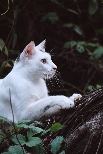 Free download animal cat mammal stray pet free picture to be edited with GIMP free online image editor