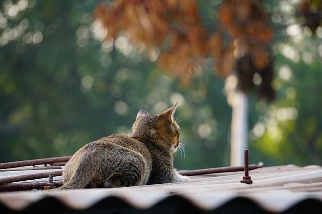 Free download animal cat mammal stray species free picture to be edited with GIMP free online image editor