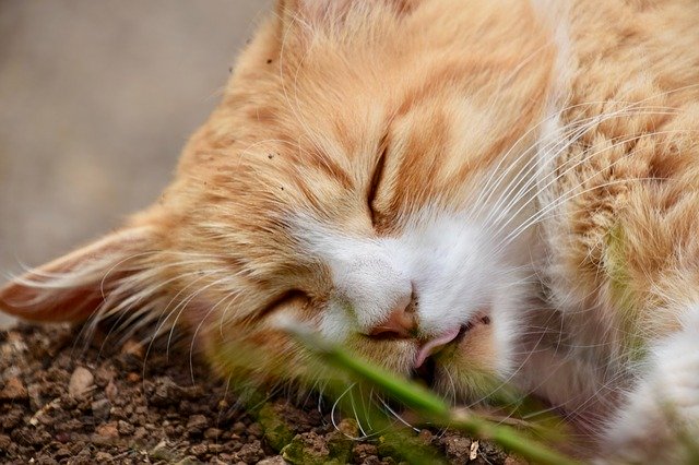 Unduh gratis Animal Cat Pet - foto atau gambar gratis untuk diedit dengan editor gambar online GIMP