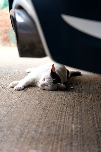 הורדה חינם של חיה חתול חיית מחמד חתלתול יונק תמונה לעריכה עם עורך תמונות מקוון בחינם של GIMP