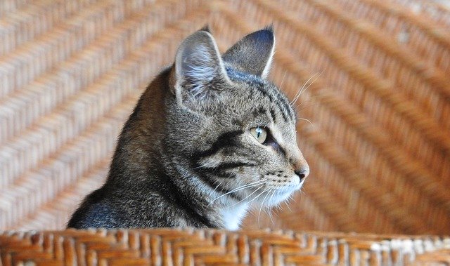 Gratis download Animal Cat Pets - gratis foto of afbeelding om te bewerken met GIMP online afbeeldingseditor
