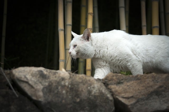 Free download animal cat stray mammal feline free picture to be edited with GIMP free online image editor