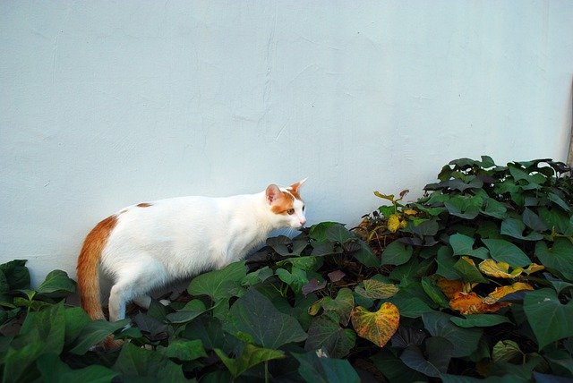 Unduh gratis Animal Cat White - foto atau gambar gratis untuk diedit dengan editor gambar online GIMP
