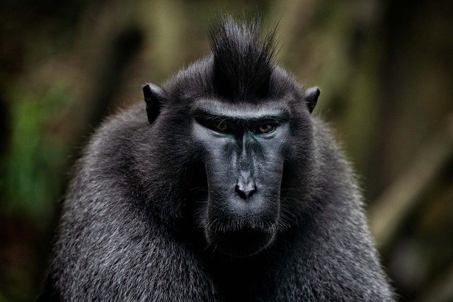 Free download animal celebes crested macaque free picture to be edited with GIMP free online image editor