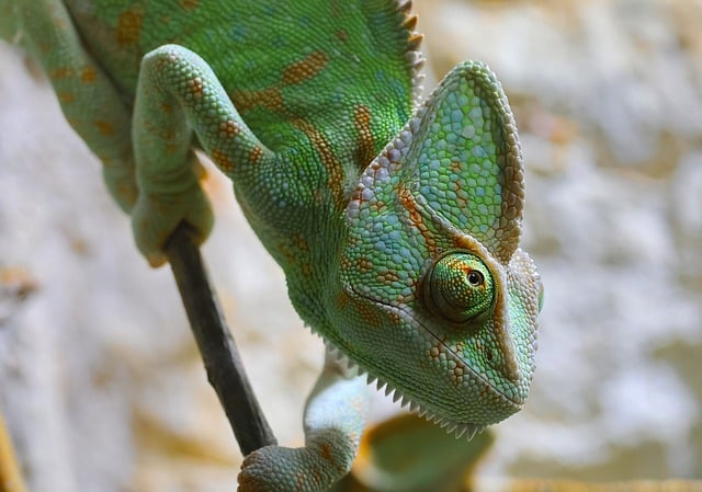 Free download animal chameleon green nature eye free picture to be edited with GIMP free online image editor