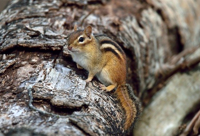 Gratis download Animal Chipmunk Nature - gratis foto of afbeelding om te bewerken met GIMP online afbeeldingseditor