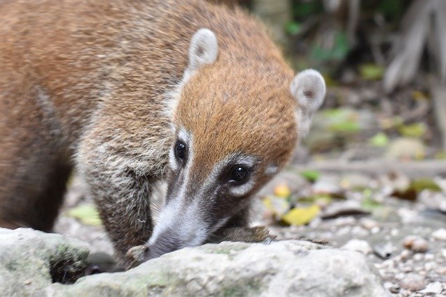 Gratis download Animal Coatis Mammal - gratis gratis foto of afbeelding om te bewerken met GIMP online afbeeldingseditor