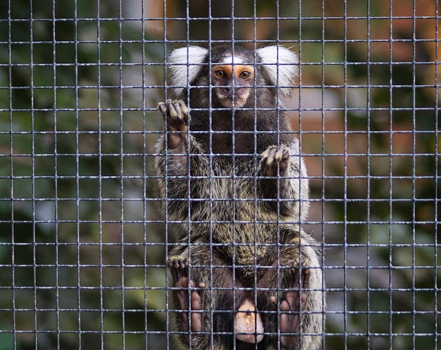 Free download animal common marmoset mammal free picture to be edited with GIMP free online image editor