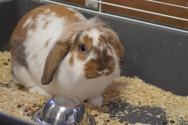 Download grátis Animal Company Rabbit - foto ou imagem grátis para ser editada com o editor de imagens online GIMP