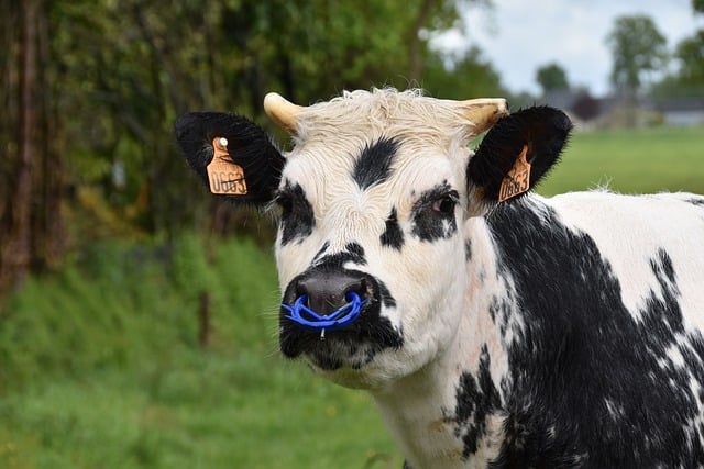 Free download animal cow livestock species fauna free picture to be edited with GIMP free online image editor
