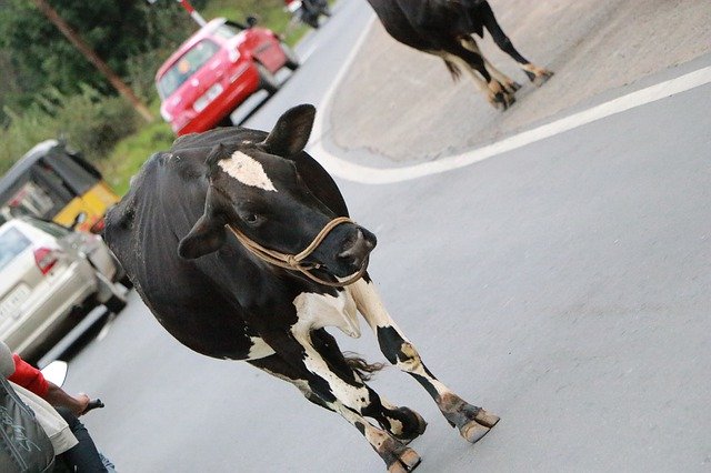 Ücretsiz indir Animal Cow Nature - GIMP çevrimiçi resim düzenleyici ile düzenlenecek ücretsiz fotoğraf veya resim