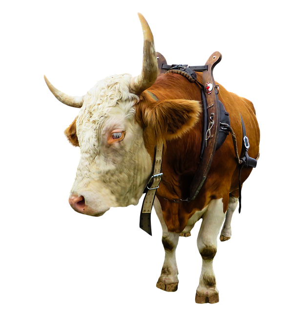 Descărcare gratuită animal vaca bou carne de vită jug izolat imagine gratuită pentru a fi editată cu editorul de imagini online gratuit GIMP