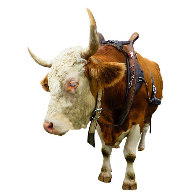 Free download animal cow ox beef isolated yoke free picture to be edited with GIMP free online image editor