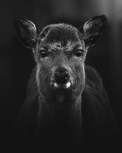 Free download animal deer wildlife nature free picture to be edited with GIMP free online image editor