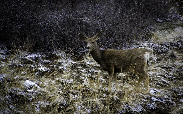 Free graphic animal deer wildlife nature doe to be edited by GIMP free image editor by OffiDocs