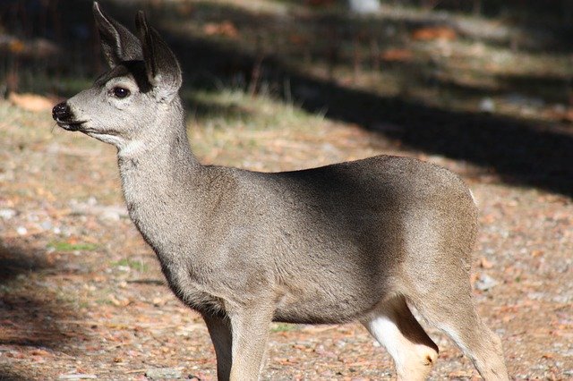Free download Animal Deer Yosemite -  free photo or picture to be edited with GIMP online image editor