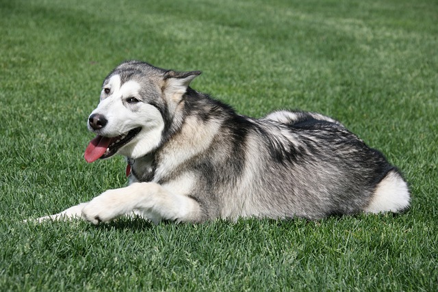 Free download animal dog alaskan malamute breed free picture to be edited with GIMP free online image editor