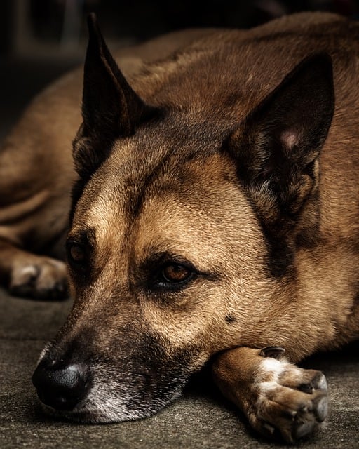 Téléchargement gratuit animal chien canin animal domestique image gratuite à éditer avec l'éditeur d'images en ligne gratuit GIMP