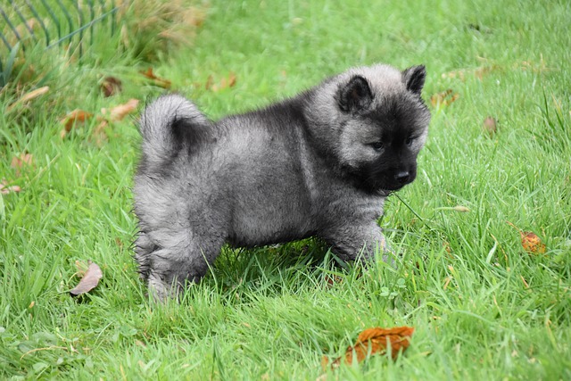 Free download animal dog canine mammal pet free picture to be edited with GIMP free online image editor