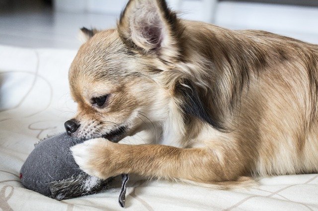 Gratis download Animal Dog Chihuahua - gratis foto of afbeelding die u kunt bewerken met de online GIMP-afbeeldingseditor