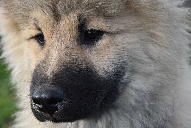 Free graphic animal dog eurasier olaf mammal to be edited by GIMP free image editor by OffiDocs