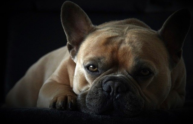 Free download animal dog french bulldog paws free picture to be edited with GIMP free online image editor