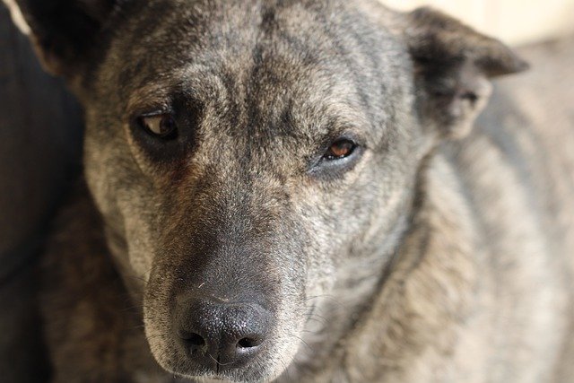Скачать бесплатно животное собака мех глаза собачье млекопитающее бесплатно изображение для редактирования с помощью бесплатного онлайн-редактора изображений GIMP