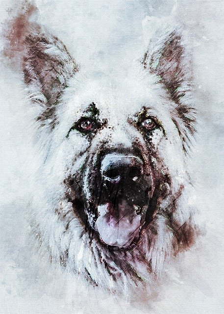 Free download Animal Dog German Shepherd -  free illustration to be edited with GIMP free online image editor