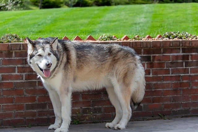 Free download animal dog malamute breed canine free picture to be edited with GIMP free online image editor