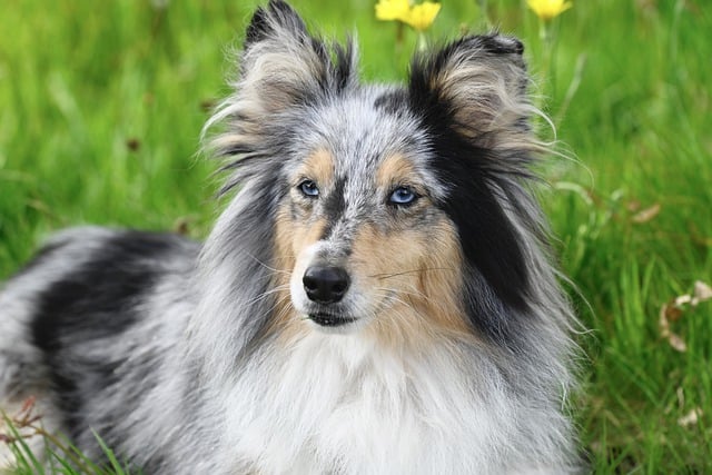 Free download animal dog mammal breed pet free picture to be edited with GIMP free online image editor