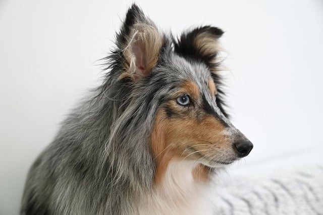 Free download animal dog mammal canine breed free picture to be edited with GIMP free online image editor