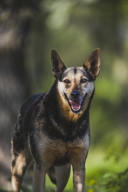 Free download animal dog mammal german shepherd free picture to be edited with GIMP free online image editor