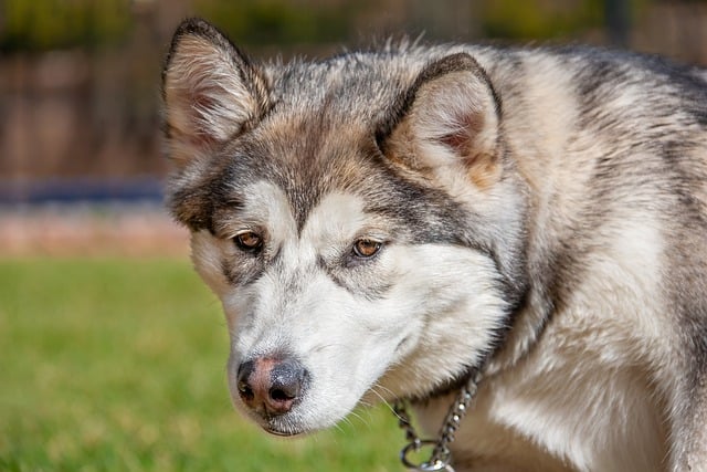 Free download animal dog pet alaskan malamute free picture to be edited with GIMP free online image editor
