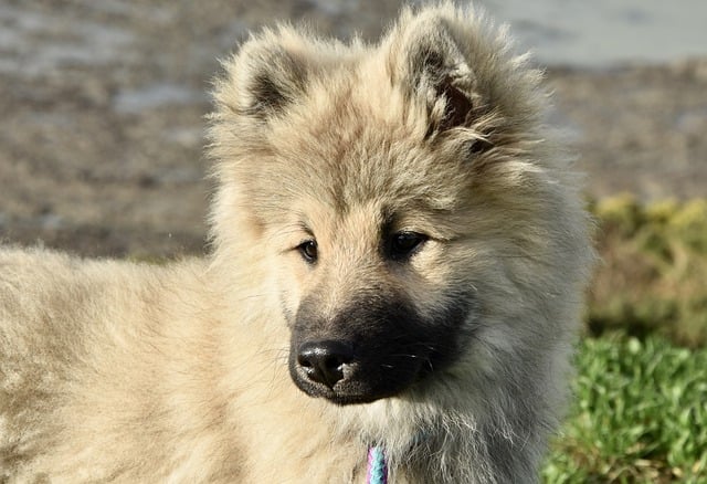 Free download animal dog pet eurasier olaf free picture to be edited with GIMP free online image editor