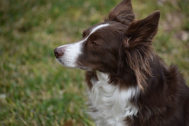 Free download animal dog pet friend canine fur free picture to be edited with GIMP free online image editor