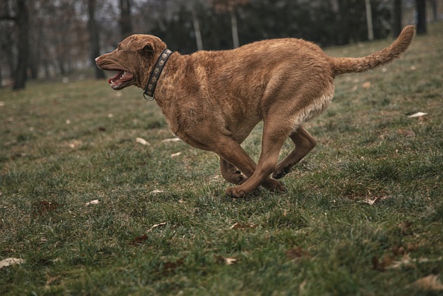 Free download animal dog pet friend play free picture to be edited with GIMP free online image editor