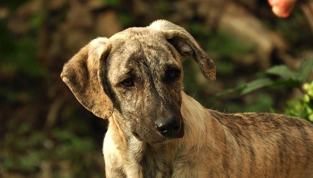 Free download Animal Dog Puppy -  free photo or picture to be edited with GIMP online image editor