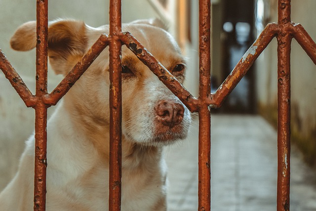 Free download animal dog vietnam caretaker free picture to be edited with GIMP free online image editor