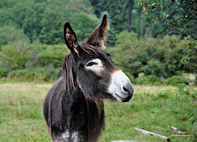 Free download animal donkey equine mammal free picture to be edited with GIMP free online image editor