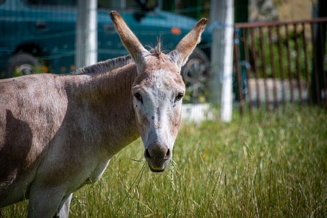 Free download animal donkey mammal equine free picture to be edited with GIMP free online image editor