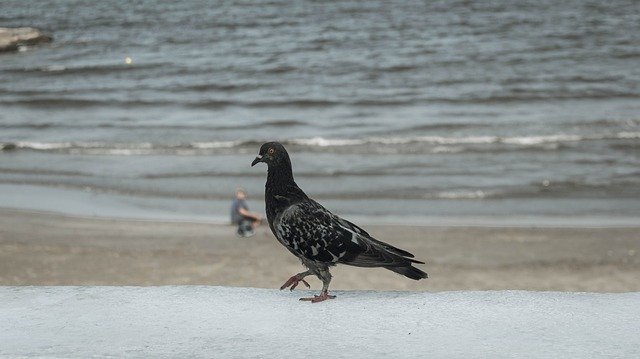 Безкоштовно завантажити Animal Dove Bird - безкоштовне фото або зображення для редагування за допомогою онлайн-редактора зображень GIMP