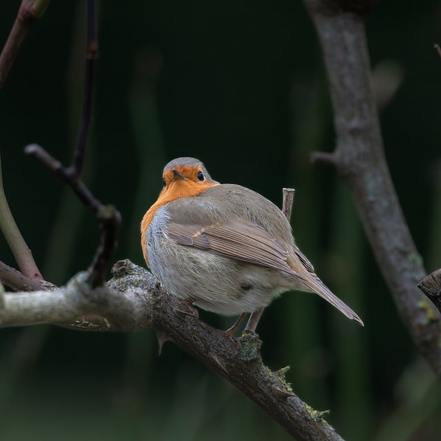 Free download animal european robin bird robin free picture to be edited with GIMP free online image editor