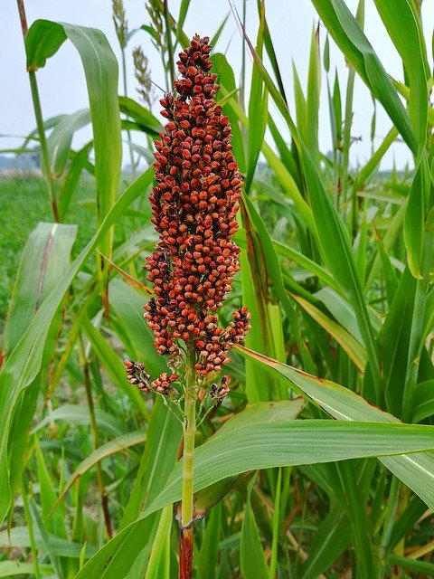 Безкоштовно завантажте Animal Feed Seeds — безкоштовну фотографію чи зображення для редагування за допомогою онлайн-редактора зображень GIMP