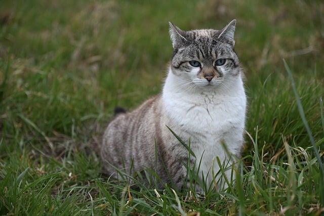 Free download animal feline cat mammal species free picture to be edited with GIMP free online image editor