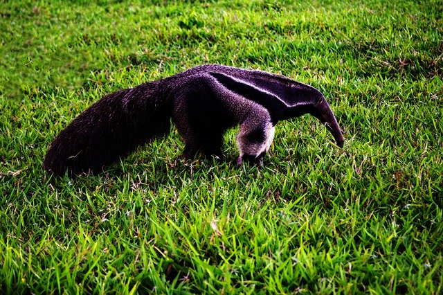 Unduh gratis Animal Field The Giant Anteater - foto atau gambar gratis untuk diedit dengan editor gambar online GIMP